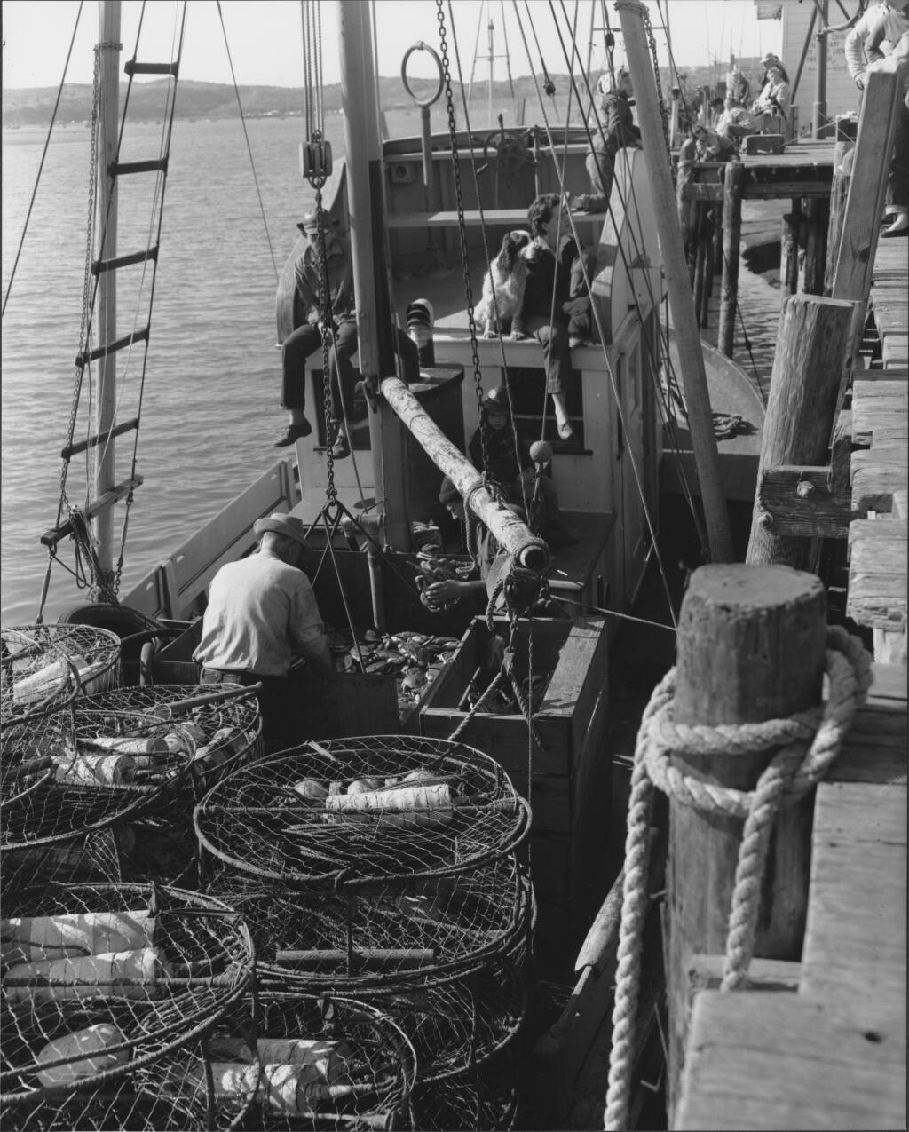 Fishermen at Bodega Bay in 1958 sort through their catch of Dungeness crabs at a pier. The crab industry grew during the 1940s and 1950s out of demand for food production during World War II. (Sonoma County Library)
