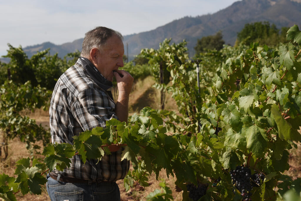 Jeff Kunde tasting some zinfandel grapes at Kunde Family Winery while looking over the vineyard for any issues caused by the recent high temperatures and severe thunderstorms in Kenwood, California on Tuesday, August 18, 2020. (Photo: Erik Castro/for The Press Democrat)