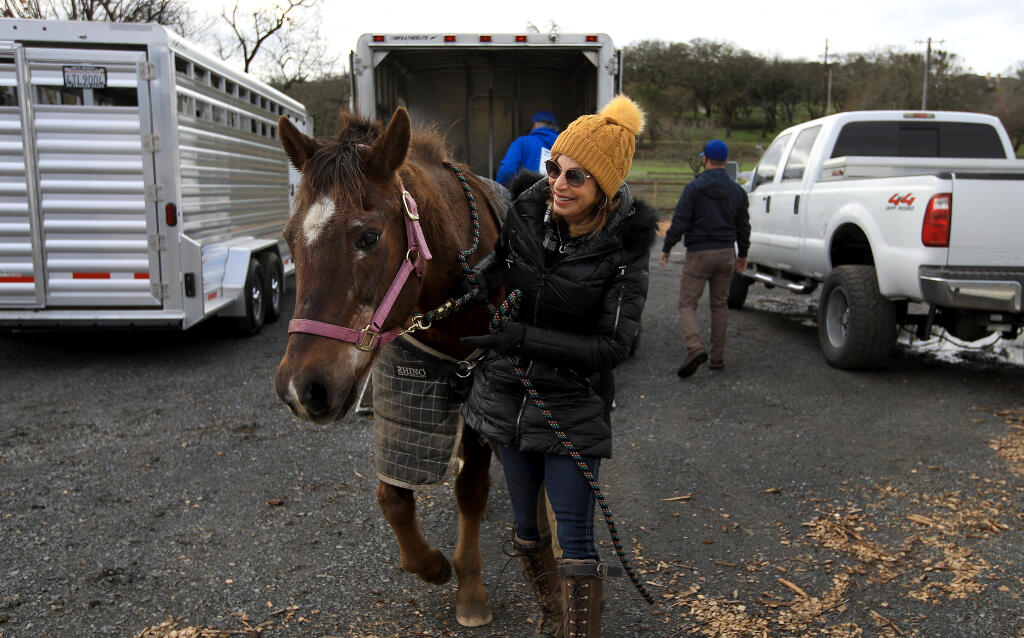Linda Aldrich leads Sweetie, Saturday, Jan. 30, 2021, to familiar surroundings at Aldrich's ranch that was destroyed by the Glass fire in September 2020. The horses were boarded at a ranch on Petaluma Hill Road while her ranch fencing and barns were replaced. (Kent Porter / The Press Democrat) 2021