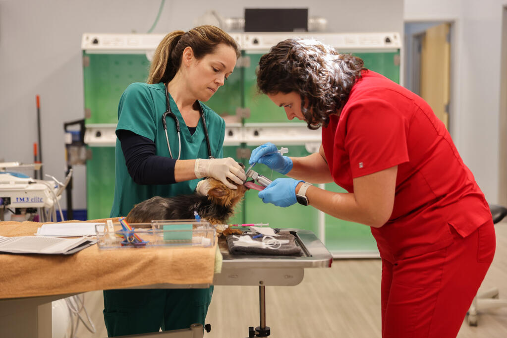Registered veterinary technicians Charlotte Bostian, left, and Kelly Baker prepare Carmelita for her oral surgery at Whiskers Animal Dentistry & Oral Surgery in Petaluma on Tuesday, May 9, 2023.  (Christopher Chung/The Press Democrat)