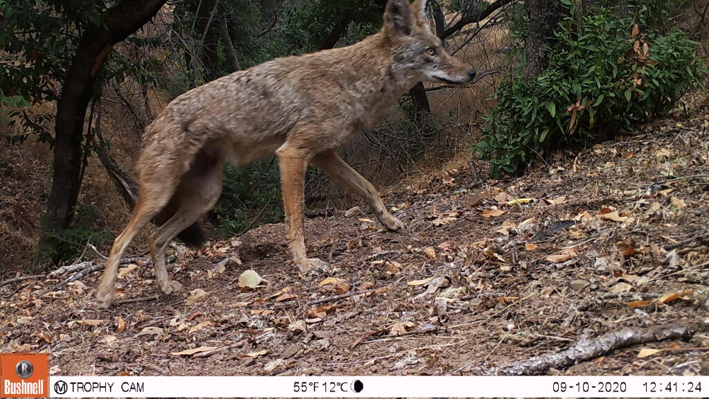 A coyote moves through Pepperwood Preserve in the Mayacamas Mountains on Sept. 10, 2020. (Pepperwood Preserve)