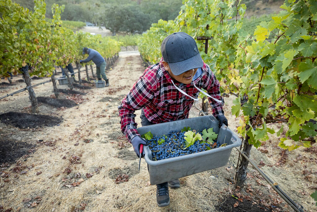 Vineyard workers pick Cabernet Sauvignon grapes on the hillside Battle Family Vineyards off Chalk Hill Rd. at sunrise on Wednesday, October 13, 2021. The grapes will go into Archimedes, a luxury label for the Francis Ford Coppola winery. (Photo by John Burgess/The Press Democrat)