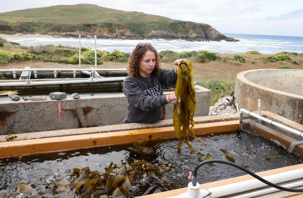 Rachael Karm untangles bull kelp that is being used for a restoration project, at UC Davis Bodega Marine Laboratory in Bodega Bay on Wednesday, May 31, 2023. Karm is a laboratory technician for the Hughes Lab, a coastal ecology and conservation lab run by Dr. Brent Hughes, at Sonoma State University. (Christopher Chung/The Press Democrat)