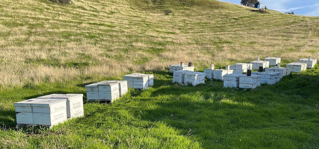 This image shows beehives that belong to Sonoma County-based Tauzer Apiaries. Nearly 400 of the company's hives were recently stolen from property in Hopland before being recovered in Yolo County. (Submitted photo)