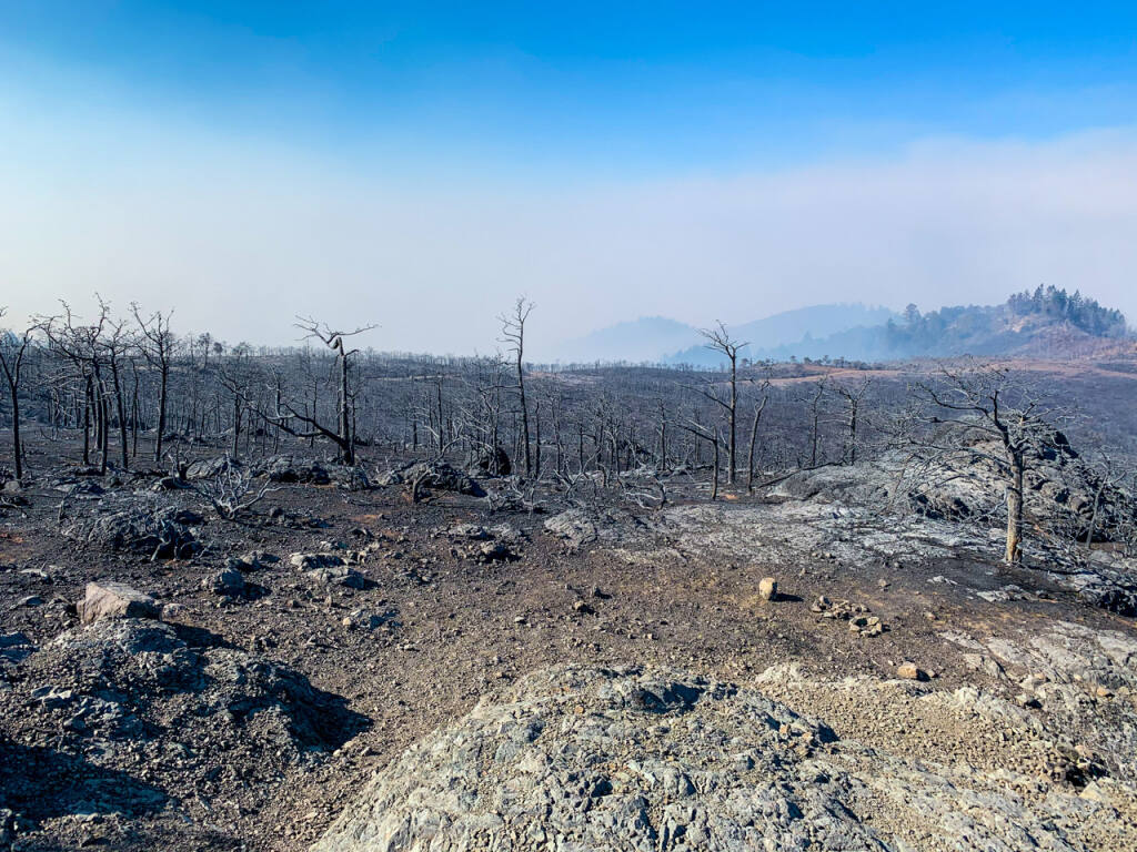 Charred trees and ash create a surreal moonscape in Hood Mountain Regional Park in the wake of the Glass fire, September 2020. (Sonoma County Regional Parks)