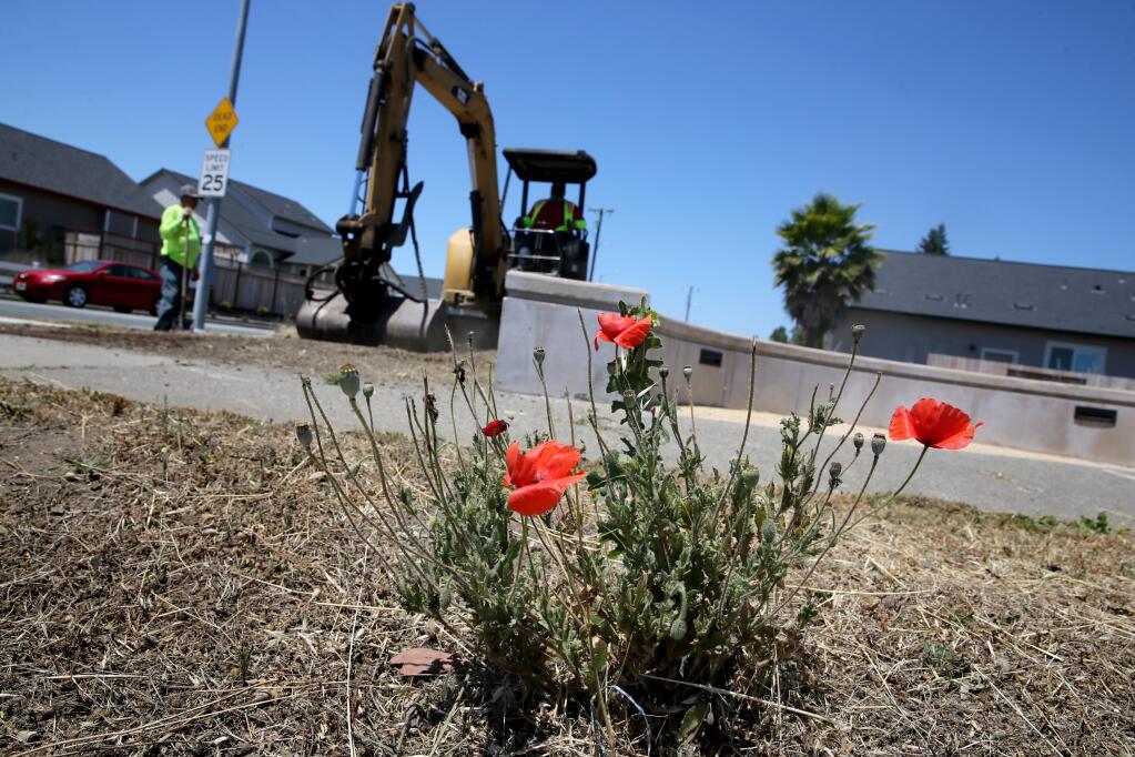 Poppies bloom on the northwest corner of Hopper Avenue and Coffey Lane as employees of PJM Landscape and Tree Care grade the dirt in Santa Rosa on Tuesday, June 23, 2020. (Beth Schlanker / The Press Democrat)