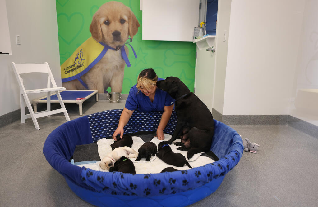 Canine Companions veterinary technician Kirstienne Fernandez tends to a mom and her litter at the new Nelson Schulz Canine Health and Wellness Center in Santa Rosa on Thursday, April 11, 2024. (Christopher Chung/The Press Democrat)