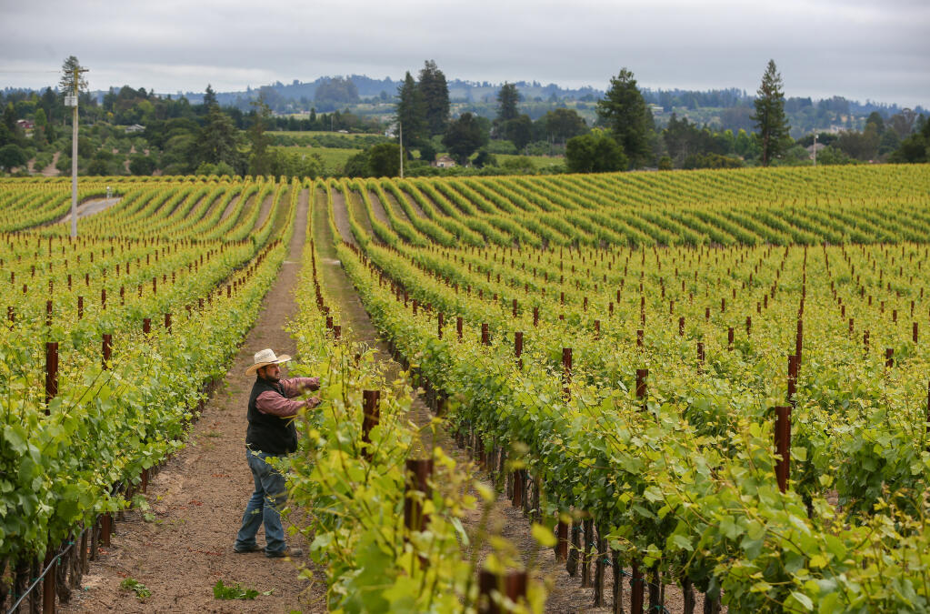 Emeritus Vineyards assistant vineyard manager Riggs Lokka cleans up the canopy in a row of pinot noir vines at Hallberg Ranch vineyard in Sebastopol, Tuesday, May 30, 2023. (Christopher Chung / The Press Democrat)