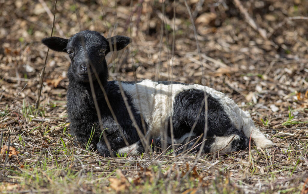 A 3-month-old lamb takes in a little sun and a break while grazing along Stagecoach Road on the Agilent campus in Fountaingrove. March 20, 2023. (Chad Surmick / The Press Democrat)