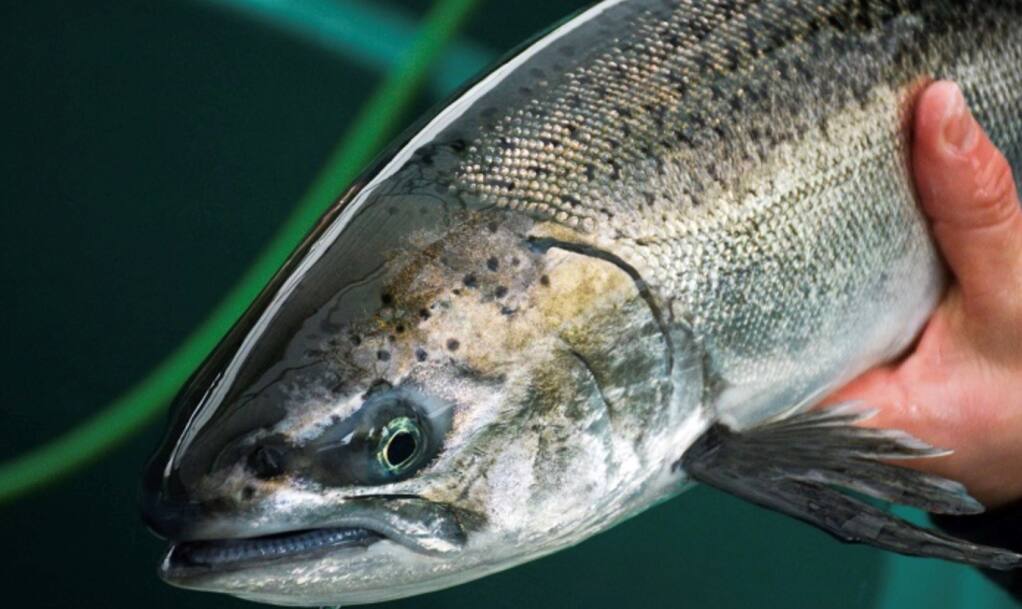 The California Department of Fish and Wildlife announced last week a pilot project to re-introduce chinook salmon to their native headwaters above Shasta Dam. (Photo: CDFW)