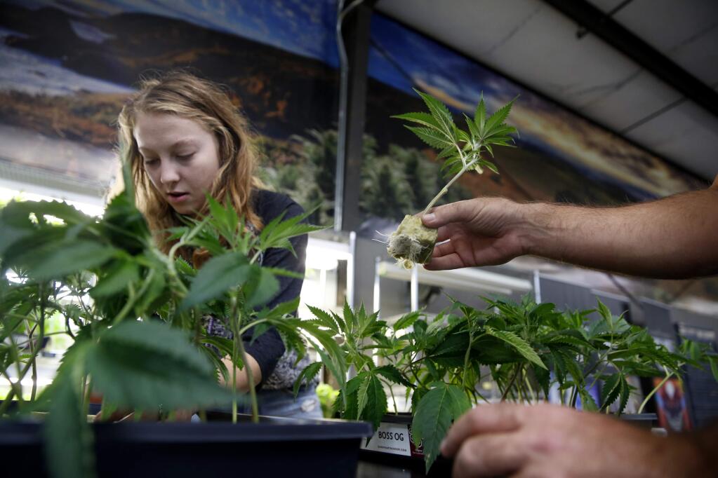 An employee, left, who wished only to give her first initial, J, helps a customer select marijuana plants to buy at the OrganiCann dispensary in Santa Rosa, on Wednesday, November 9, 2016. (BETH SCHLANKER/ The Press Democrat)