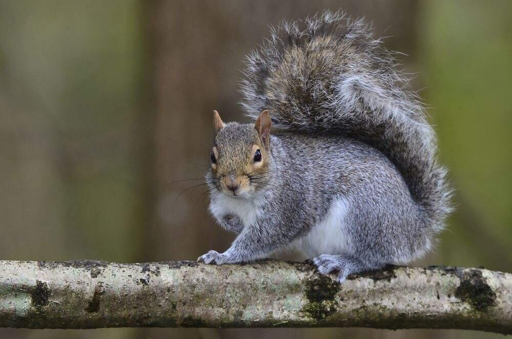 Squirrels and similar arboreal travelers cause about 10-20% of all power outages, according to a recent article in the Washington Post. (Shuttershock)