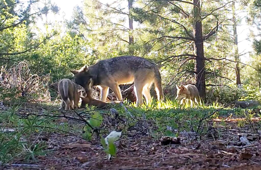 This June 18, 2019 photo from remote camera video provided by the California Department of Fish and Wildlife shows an adult wolf and three pups in Lassen County in Northern California. Officials say at least the three new pups have joined the only known pack in California. Amaroq Weiss, who advocates for West Coast wolves with the Center for Biological Diversity, says that the return of wolves to the state is an important development for conservation efforts. (California Department of Fish and Wildlife via AP)