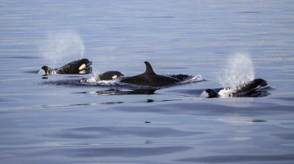 This Saturday, Jan. 7, 2017, provided by Dale Frink shows a pod of orcas, including a calf, swimming about a mile offshore near Point Vicente at Newport Beach, Calif. Orcas, also known as killer whales, are more commonly associated with Mexican waters further south and rarely seen this far north. (Dale Frink Photography/Davey's Locker Sportfishing and Whale Watching via AP)