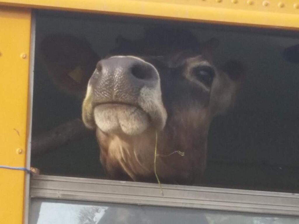 A cow pokes its head out of a school bus on Morris Street in Sebastopol. The bus held two cows, a goat and three dogs in what was intended to be a petting zoo. (Sebastopol Police Deptartment)