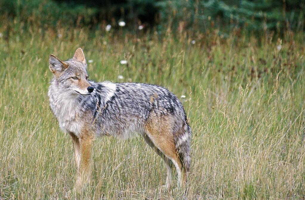 A coyote stands in a field in this undated file photo. (AP Photo/Daily Inter Lake, Karen Nichols, File)