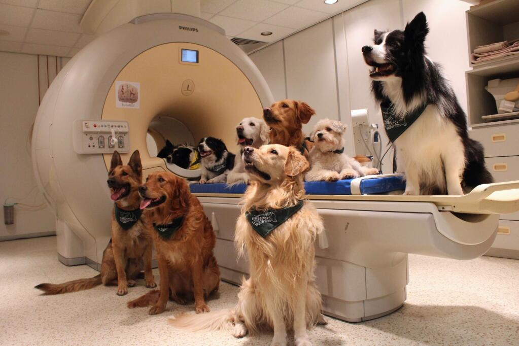 This undated photo made available by Eniko Kubinyi of Eotvos Lorand University in Budapest on Tuesday, Aug. 30, 2016 shows trained dogs, involved in a study to investigate how dogs process speech, posed around a scanner in Budapest, Hungary. A study published in the journal Science showed that their brains process words with the left hemisphere and use the right hemisphere to process intonation - just like humans. (Eniko Kubinyi/Eotvos Lorand University via AP)