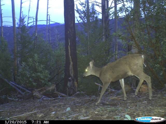 A deer captured by a remote camera placed at the Modini Mayacamas Preserves by Virgina Fifield.