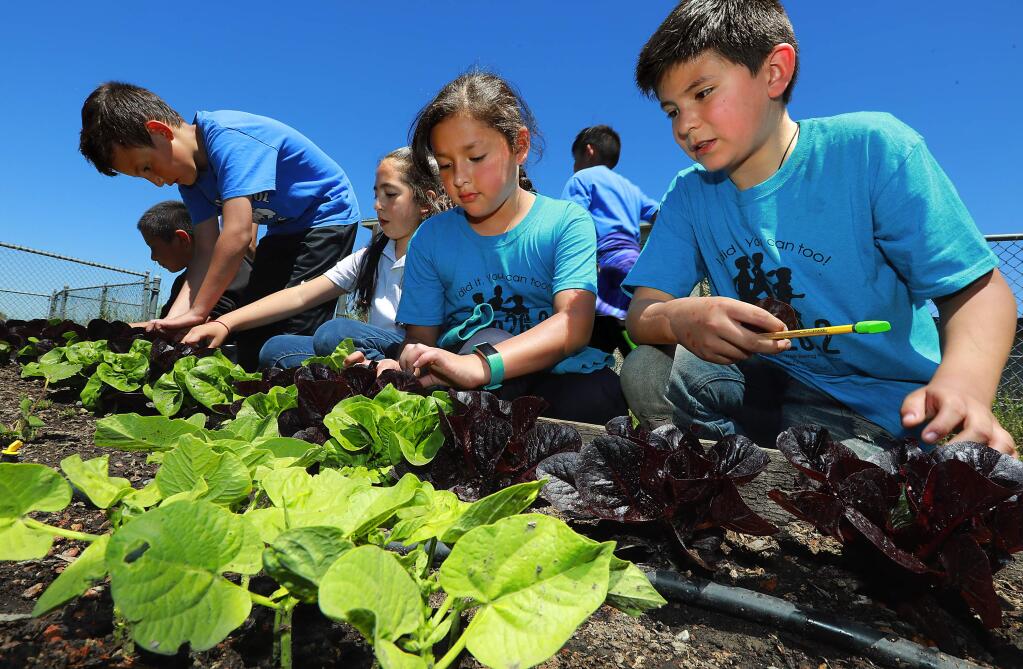 From right, Cesar Perez, Camila Chavez, Fatima Sahagun and Moises Gomez pick red and purple varieties of lettuce to taste in the Bellevue Elementary School Garden of Glory in Santa Rosa on Friday, May 19, 2017. (John Burgess/The Press Democrat)