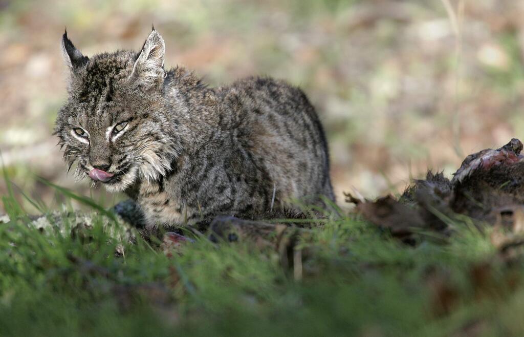 A bobcat feasts on a deer carcass along Vista Grande Drive in Wikiup, north of Santa Rosa. (Christopher Chung / PD, 2006)