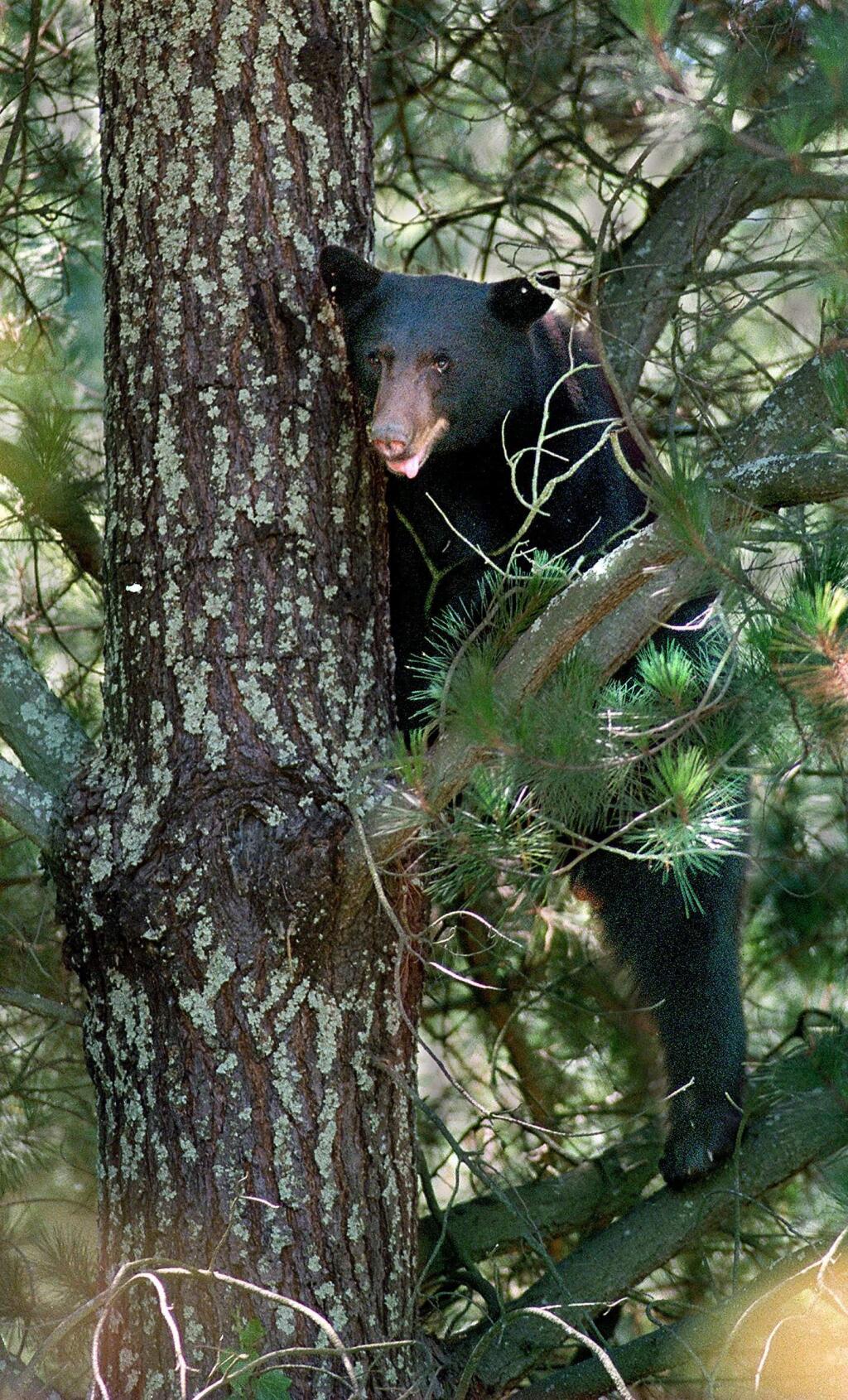 In 2013 this California black bear takes refuge in a tree behind the Gaige House in Glen Ellen, A biologist from the Department of Fish and Game tranquilized the 125 pound male bear, which had to be removed from the tree by a ladder truck.