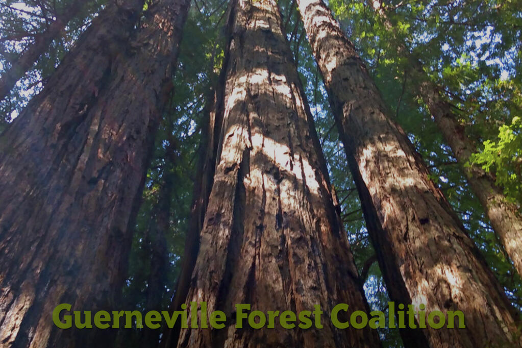 To raise awareness about the proposed logging called the Silver Estates Timber Harvest Plan and its impact, residents have created a group called the Guerneville Forest Coalition (GFC),