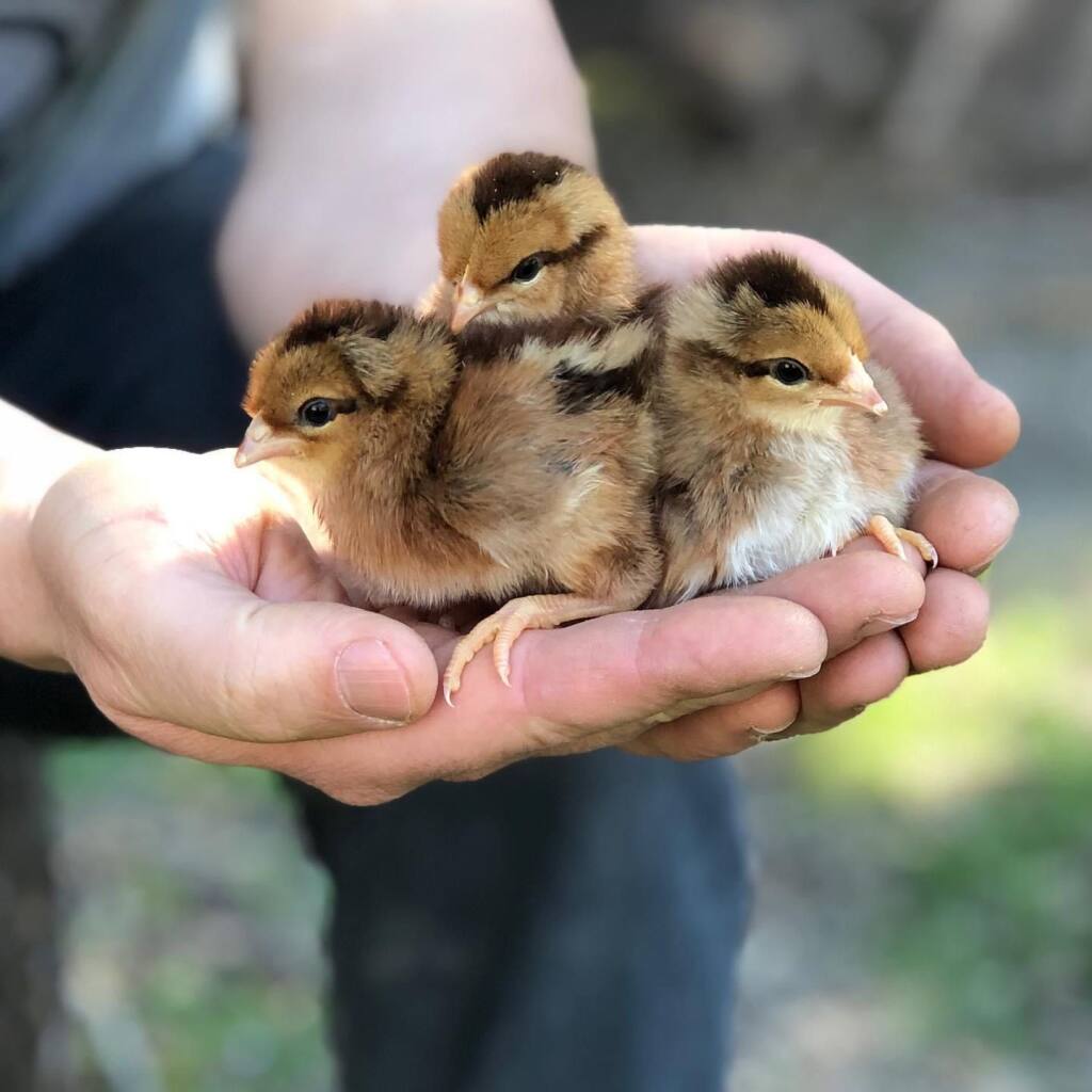 Baby chicks from Alchemist Farms in Sebastopol. (Photo courtesy Alchemist Farms)