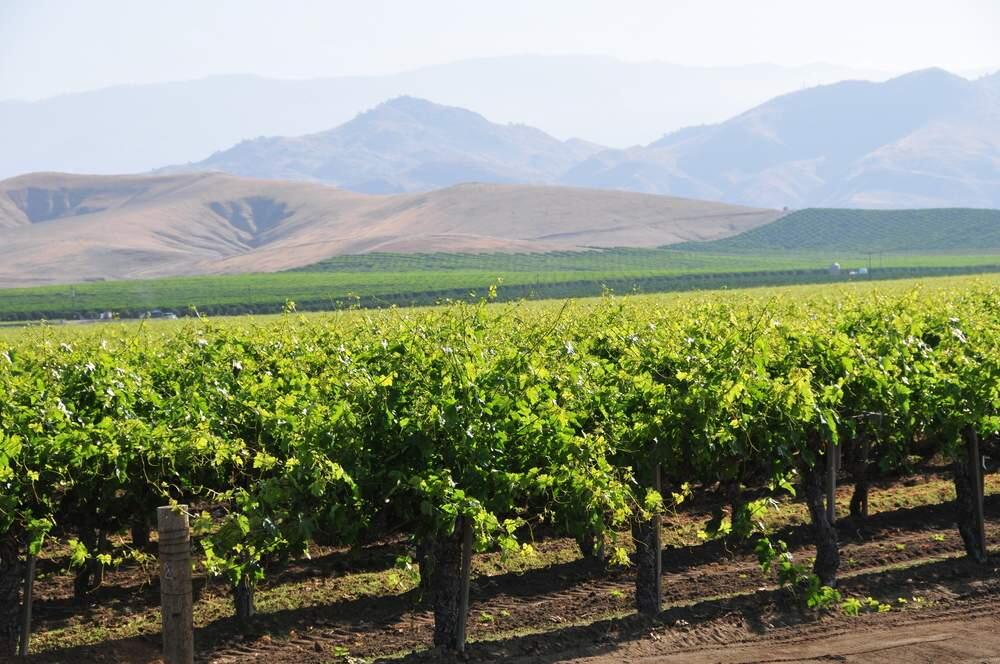 Vineyards stretch to the foothills of the Sierra Nevada Range. (Richard Thornton / Shutterstock)
