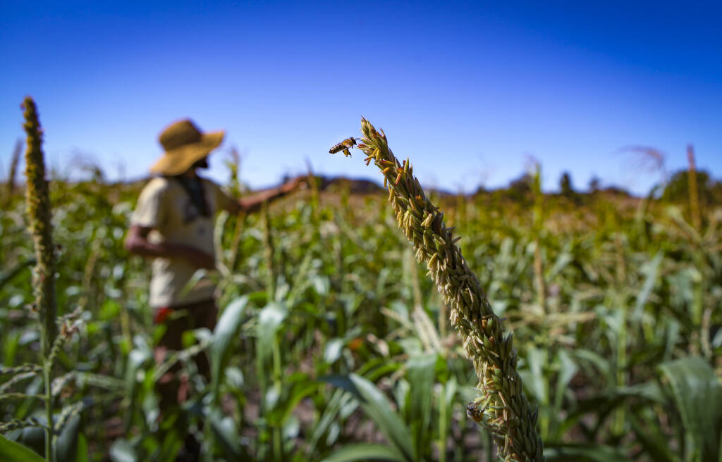 Petaluma, CA, USA, Tuesday,  August 04, 2020._Jake Daigle, the farm supervisor at Sonoma Hills Farm observes the growth of the corn that busily gets pollinated by local bees. (CRISSY PASCUAL/ARGUS-COURIER STAFF)