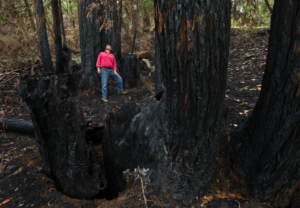 A man examines a 72-acre property off Calistoga Rd. that was burned by the Tubbs Fire in 2017. (John Burgess / The Press Democrat)