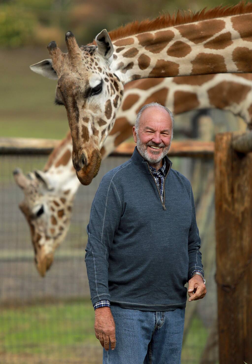 Safari West is hosting a dual celebration of World Giraffe Day and Father's Day with an excursion, games and barbecue on Sunday, June 17. (File photo by John Burgess/The Press Democrat)