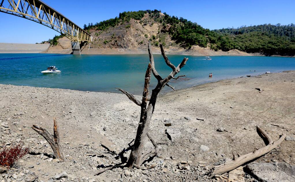 An oak tree, buried under decades of silt while submerged in Lake Sonoma, stands sentinel Friday as water continues to recede as California deals with yet another year of drought. (KENT PORTER/ PD FILE, 2014)