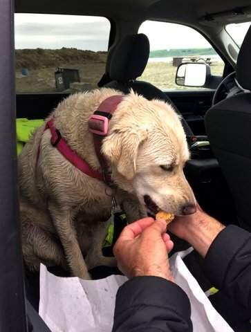 The young Labrador retriever named Yoda was presumed dead when his owner died in a boating accident in Tomales Bay, but was found alive three days later.