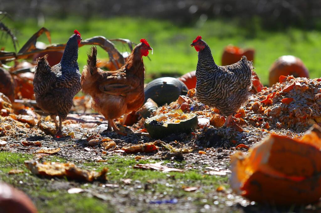 Heritage chickens feed on discarded Halloween pumpkins at Tara Firma Farms, near Petaluma, on Wednesday, November 2, 2016. (Christopher Chung/ The Press Democrat)