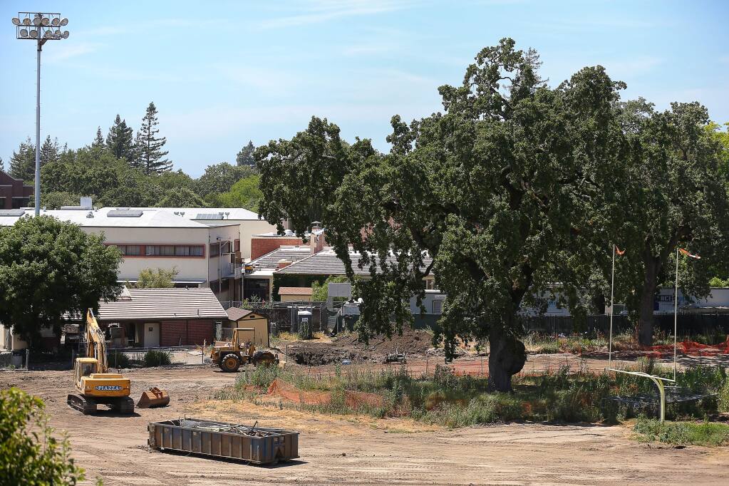 Construction continues at SRJC's Bailey Field around an oak tree in Santa Rosa on Monday, June 24, 2019. The tree is scheduled to be removed this summer.(Christopher Chung/ The Press Democrat)