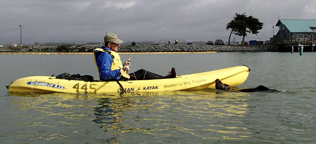 This Monday, Nov. 28, 2016 photo provided by Heather Van Nes shows a friendly sea otter approaching a kayak piloted by her husband John Koester while both were kayaking in a slough near Moss Landing, Calif. The couple was celebrating a birthday when the animal jumped into one of their kayaks and made itself at home. (Heather Van Nes via AP)