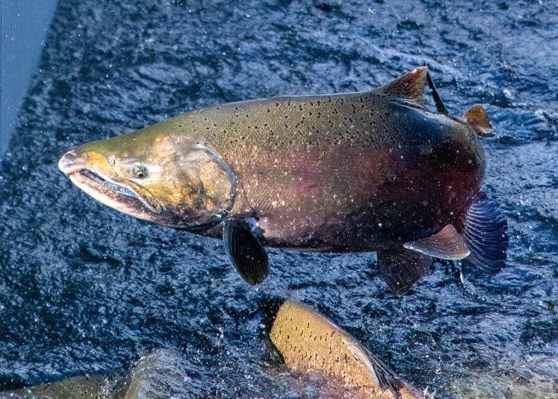 A salmon doing her thing. CDFW photo.
