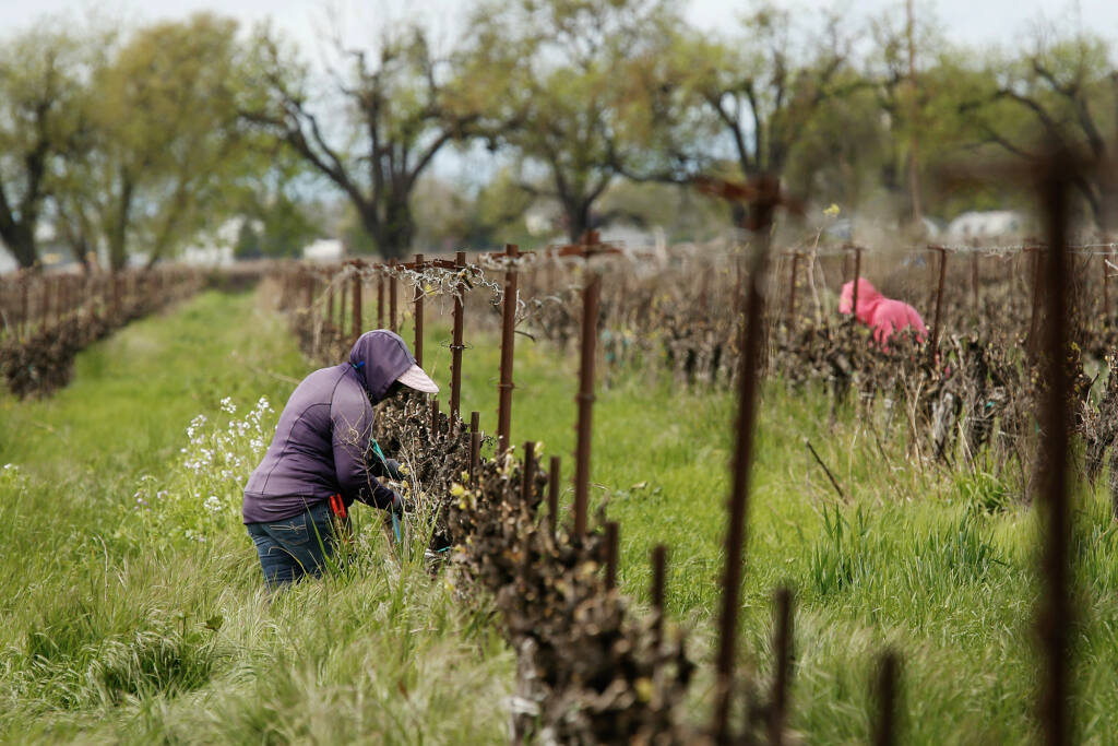 Farmworkers work at a vineyards in Clarksburg on March 24, 2020. Photo by Rich Pedroncelli, AP Photo