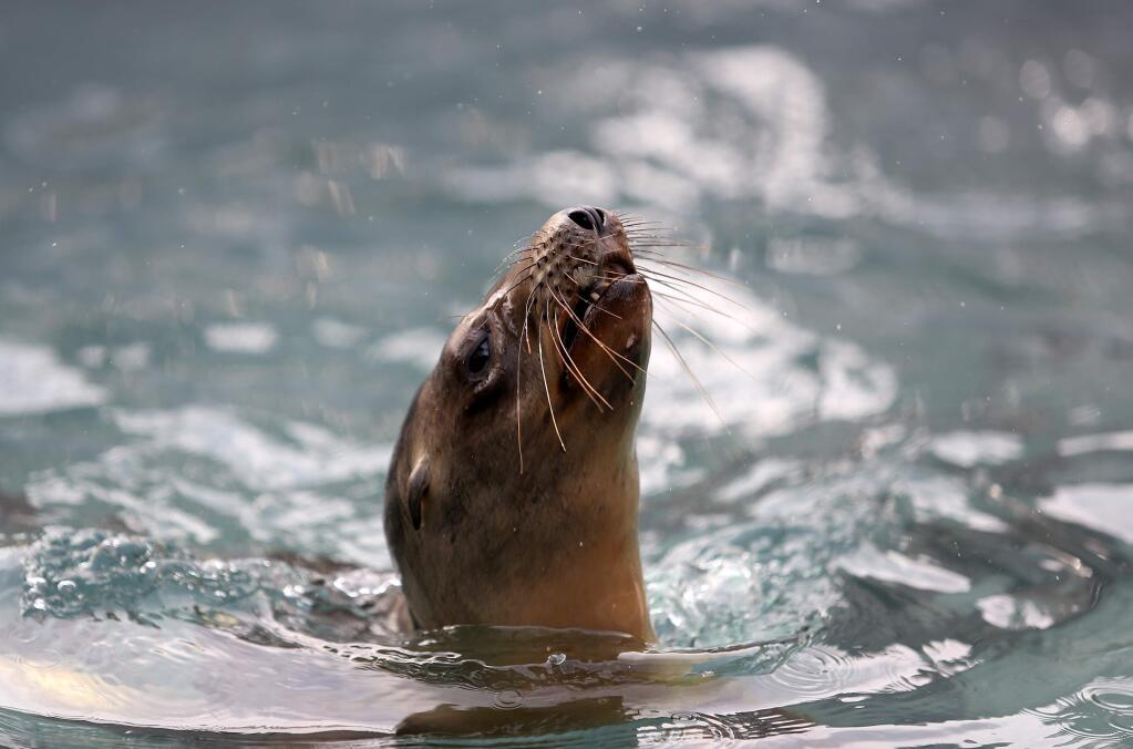 California sea lions swim at the Marine Mammal Center in Sausalito, Tuesday, February 3, 2015. (Crista Jeremiason / The Press Democrat)