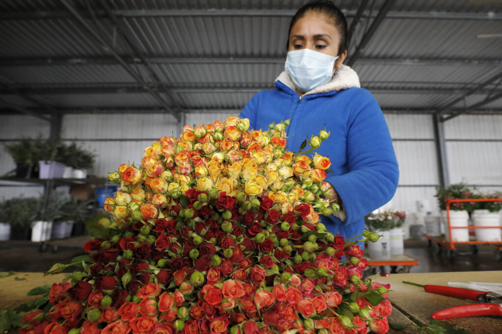 Apolinaria Velasco sorts and trims roses at Neve Bros. in Petaluma, Calif., on Wednesday, January 5, 2022.(Beth Schlanker/The Press Democrat)