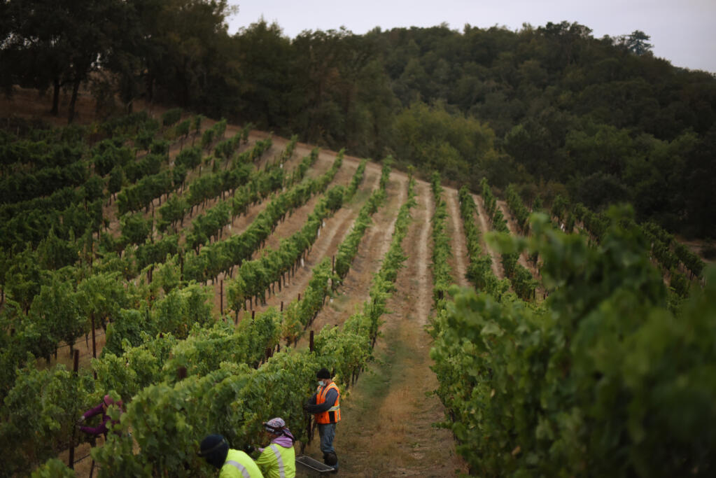 Harvest crews pick grapes in a pinot noir vineyard about 2 miles from the perimeter of the Walbridge fire at Bucher Wines in Healdsburg on Tuesday, Aug. 25, 2020. (Erik Castro / For The Press Democrat)