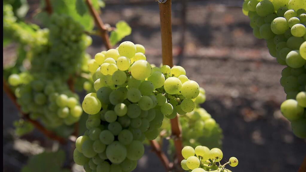 Wine grapes bask in mid-summer sun near Sebastopol, Friday July 17, 2015 in Santa Rosa. (Kent Porter / Press Democrat) 2015