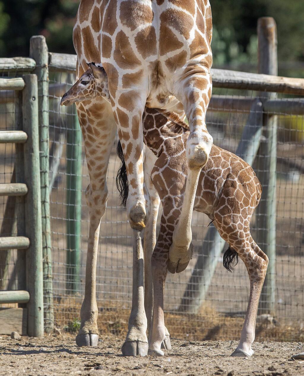 The 41st baby giraffe born at Safari West was born on Tuesday night without the help of their keepers. The 130 lbs., 6-foot tall male reticulated giraffe is on the hoof and nursing from mom Malaika. (photo by John Burgess/The Press Democrat)