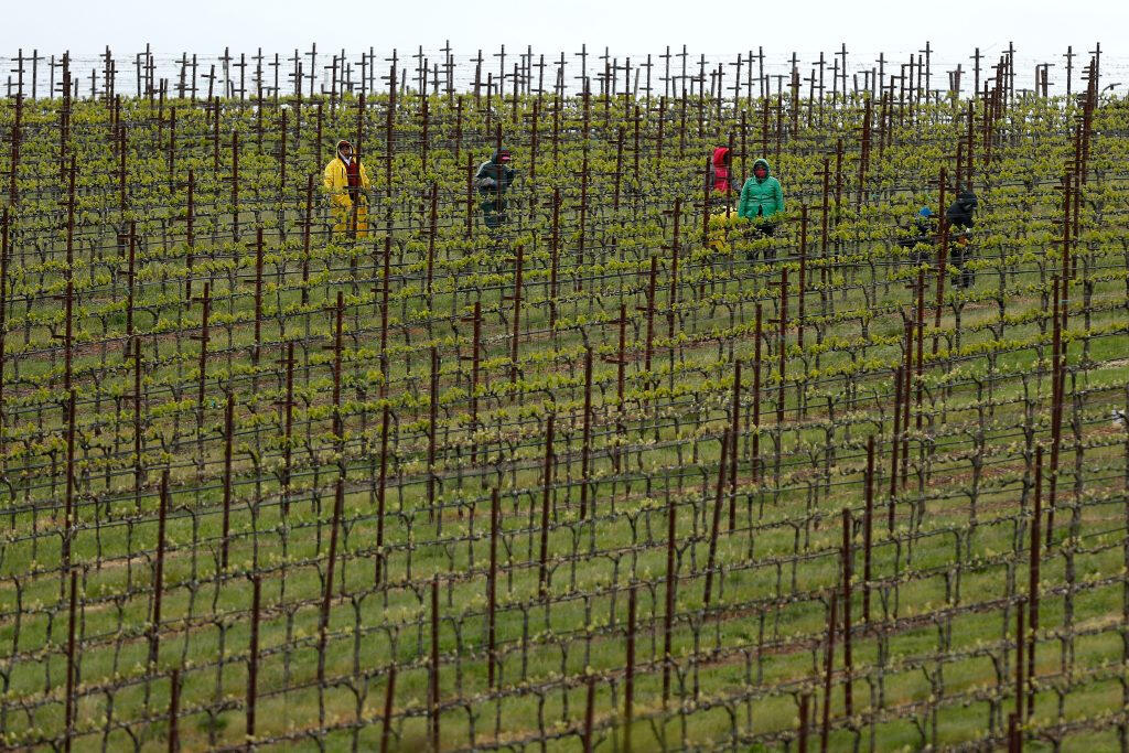 Vineyard workers trim vines at Stagecoach Vineyards near Napa, California. Alvin Jornada / The Press Democrat