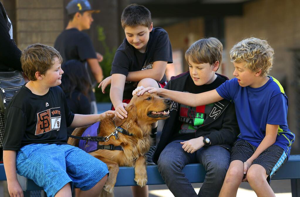 Seventh grade students, l to r, Hunter Simning, Jake Foster, Andrew Marshall and Logan Field enjoy some time on their lunch break with golden retriever therapy dog Gibbs at Rincon Valley Middle School on Thursday. (JOHN BURGESS / The Press Democrat)