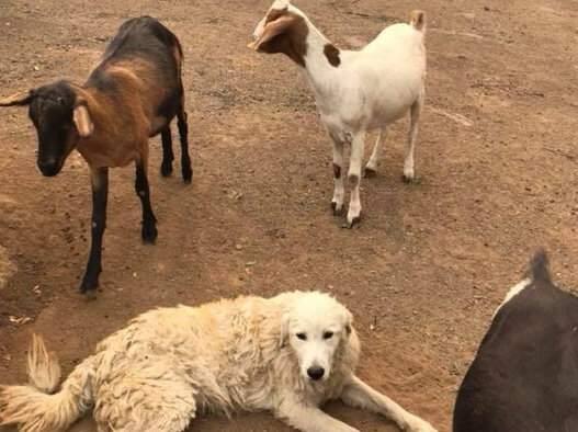 Odin, the Great Pyrenees owned by Santa Rosa-area resident Roland Hendel, pictured with some of the goats he watched over during the Tubbs fire. (YOUCARING)