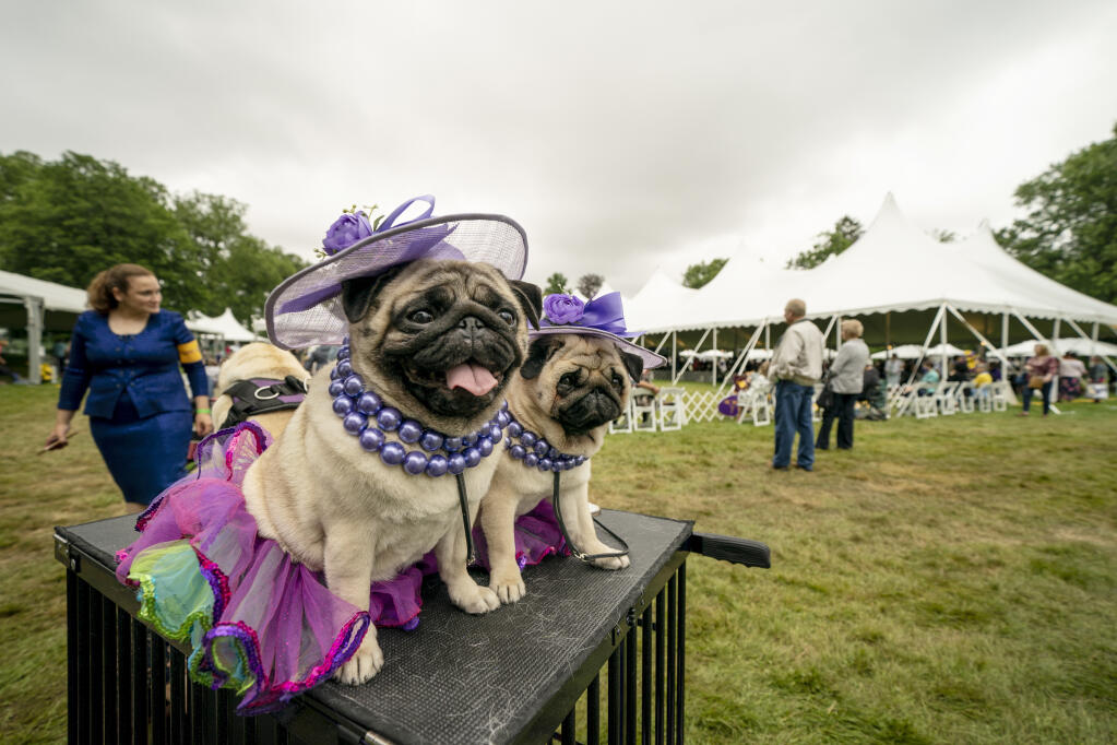 Matty Pugdashian, a pug, rests following their breed judging at the 145th Annual Westminster Kennel Club Dog Show, Saturday, June 12, 2021, in Tarrytown, N.Y. (AP Photo/John Minchillo)