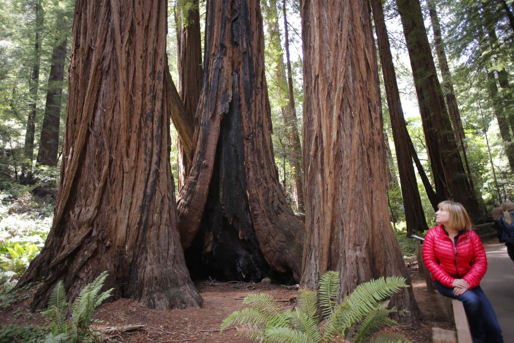 In this May 29, 2015 photo, Emily Burns, the Director of Science with Save the Redwoods League, sits near a cluster of Redwoods at the Muir Woods National Monument, in Mill Valley, Calif. An analyst has found that the tallest redwood tree in Muir Woods, at center, is 777 years old. (Michael Macor/San Francisco Chronicle via AP) MANDATORY CREDIT PHOTOG & CHRONICLE; MAGS OUT; NO SALES