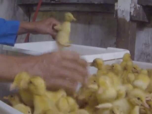 A screen grab from a video shot by a Mercy for Animals activists shows ducklings at the Reichardt Duck Farm west of Petaluma.