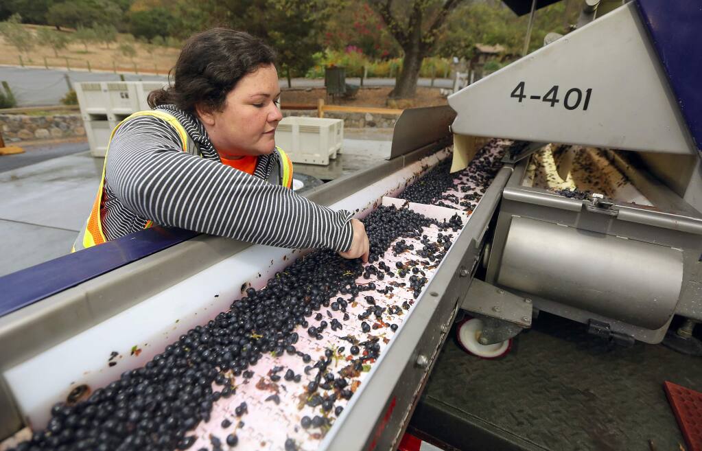 Gundlach Bunschu winemaker Anne Dempsey rents a computer-assisted optical sorter for their high-end, reserve cabernet sauvignon from their hillside vineyards. The technology eliminates green and bruised berries from the fermentation tanks. (John Burgess/The Press Democrat)